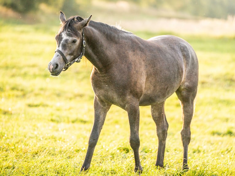 Purosangue arabo Castrone 3 Anni 153 cm Grigio in Herzberg am Harz