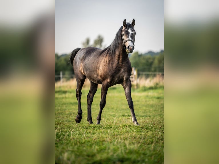 Purosangue arabo Castrone 3 Anni 153 cm Grigio in Herzberg am Harz