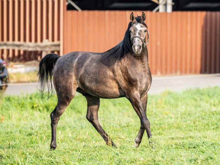 Purosangue arabo Castrone 3 Anni 153 cm Grigio in Herzberg am Harz