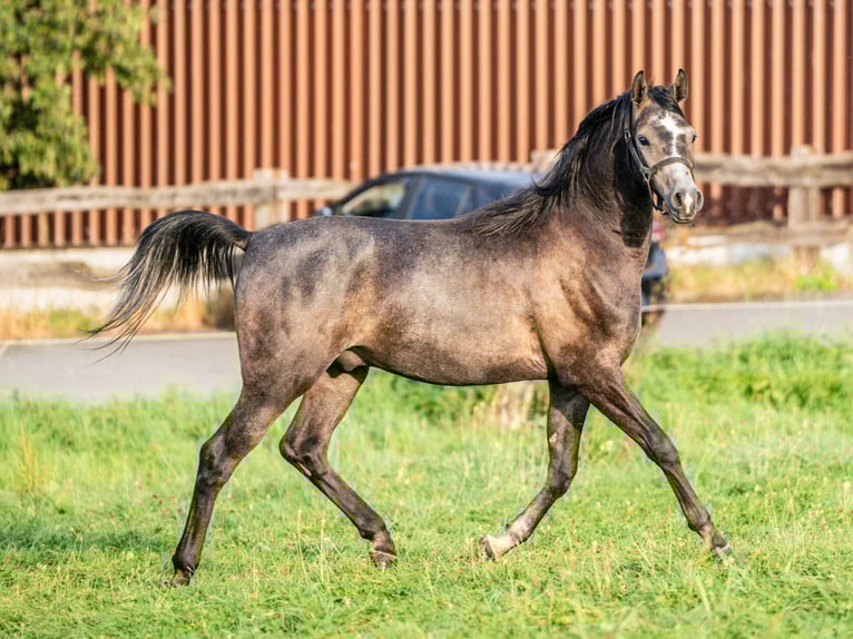 Purosangue arabo Castrone 3 Anni 153 cm Grigio in Herzberg am Harz