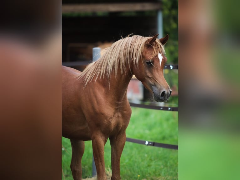 Purosangue arabo Castrone 3 Anni 153 cm Sauro in Pastetten