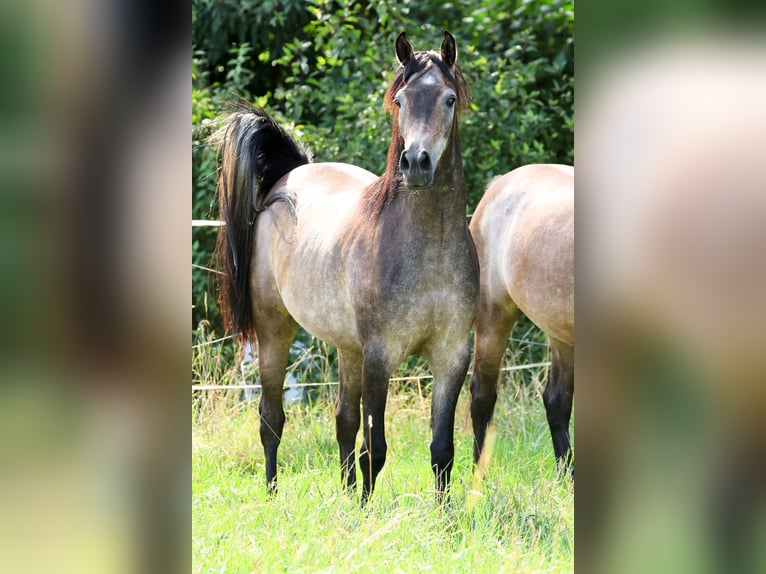 Purosangue arabo Castrone 3 Anni 154 cm Grigio in Ammerbuch