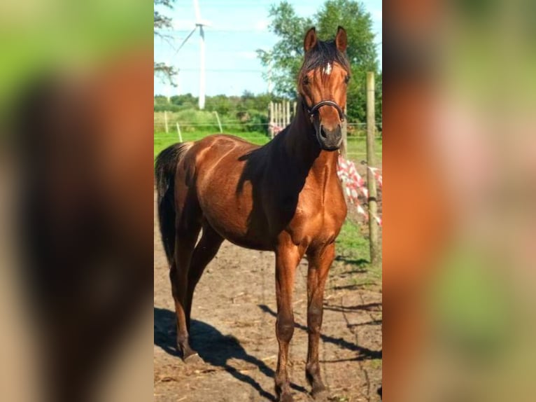 Purosangue arabo Mix Castrone 3 Anni 155 cm Baio in Bredstedt