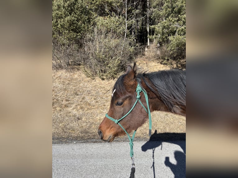 Purosangue arabo Castrone 3 Anni 155 cm Baio in Karres