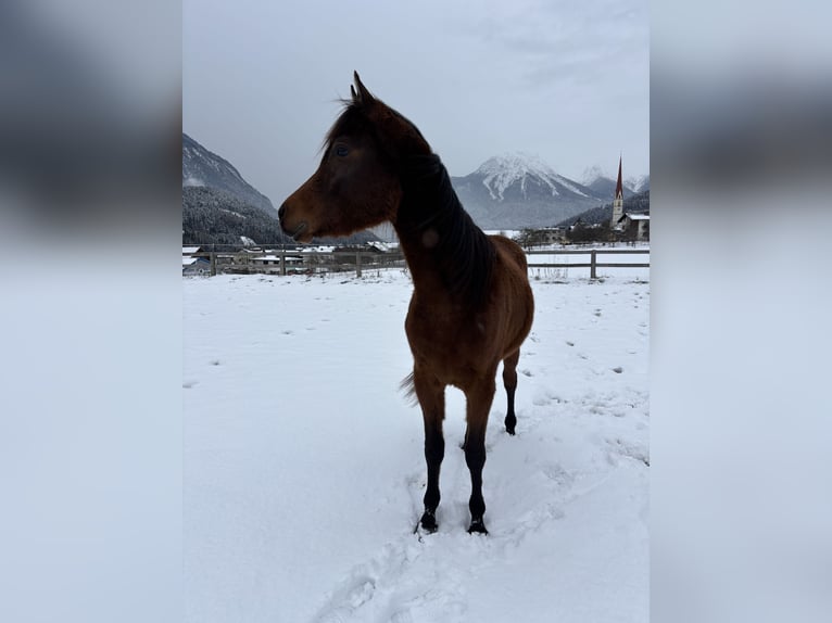 Purosangue arabo Castrone 3 Anni 155 cm Baio in Karres