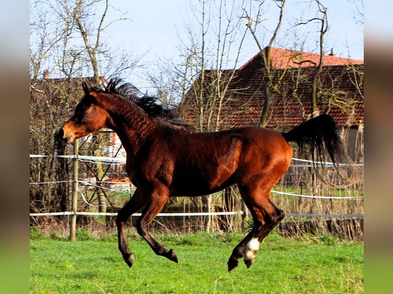 Purosangue arabo Castrone 3 Anni 155 cm Baio in Kehl