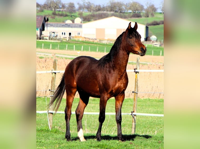 Purosangue arabo Castrone 3 Anni 155 cm Baio in Kehl