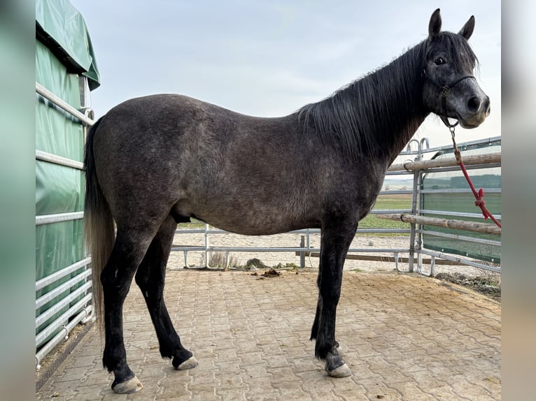 Purosangue arabo Castrone 3 Anni 155 cm Grigio in Dunningen