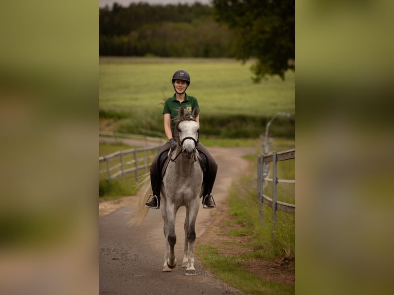 Purosangue arabo Castrone 3 Anni 155 cm Grigio in Wassertr&#xFC;dingen