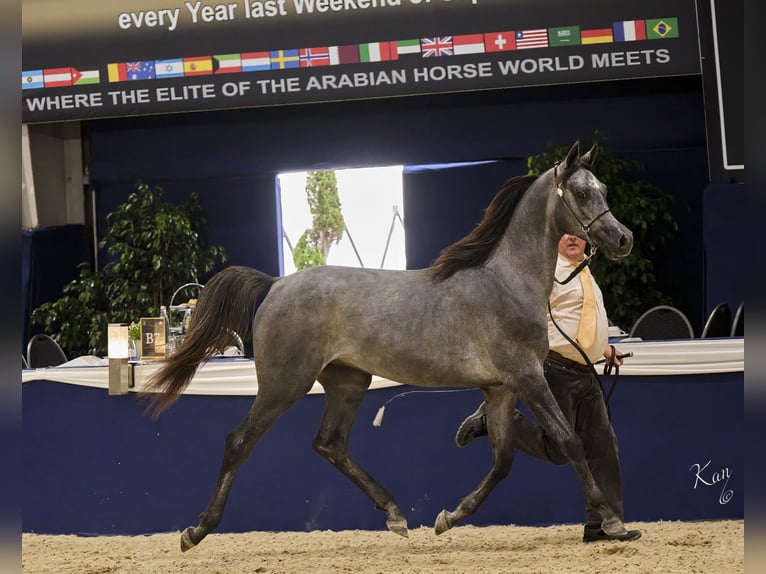 Purosangue arabo Castrone 3 Anni 155 cm Grigio ferro in Leun