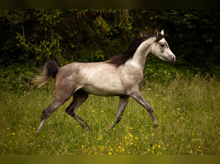Purosangue arabo Castrone 3 Anni 156 cm Grigio in Amtzell