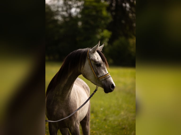 Purosangue arabo Castrone 3 Anni 156 cm Grigio in Amtzell
