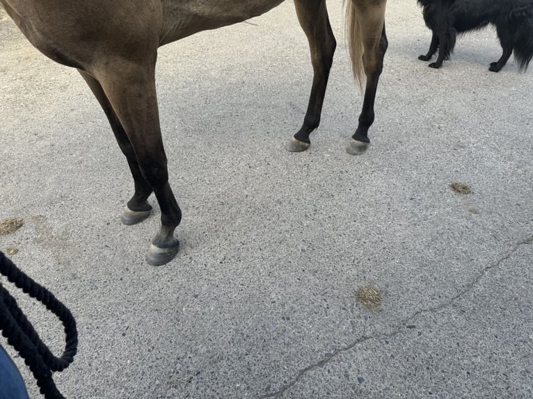 Purosangue arabo Castrone 3 Anni 156 cm Grigio in Herzberg am Harz