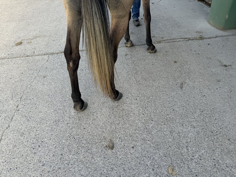 Purosangue arabo Castrone 3 Anni 156 cm Grigio in Herzberg am Harz