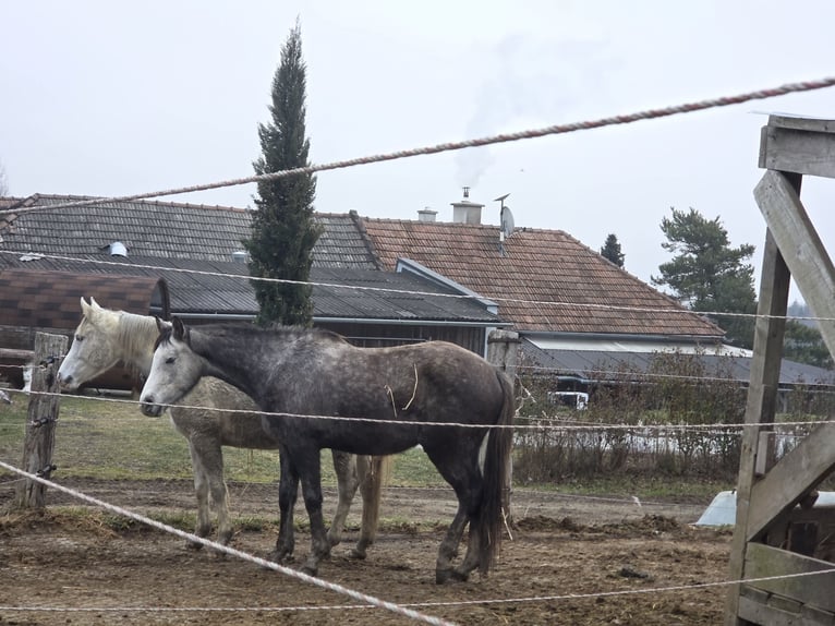 Purosangue arabo Castrone 3 Anni 159 cm Grigio in Herbstgraben