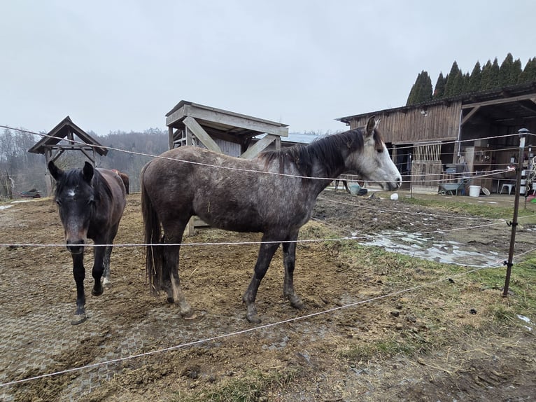 Purosangue arabo Castrone 3 Anni 159 cm Grigio in Herbstgraben