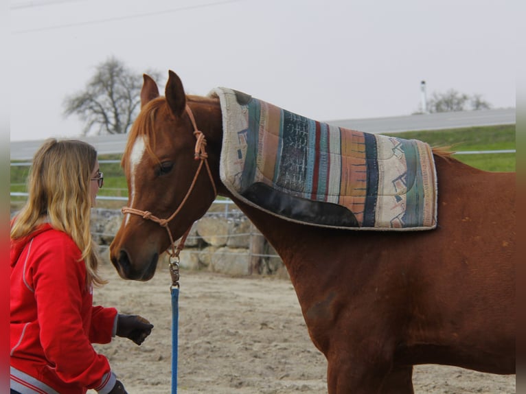 Purosangue arabo Castrone 3 Anni Sauro in Wallsee