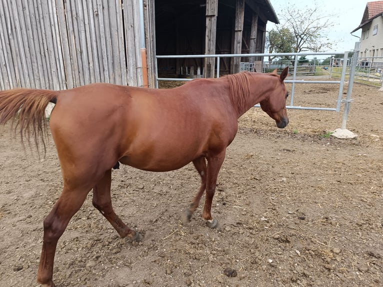 Purosangue arabo Castrone 4 Anni 145 cm Sauro in St. Martin