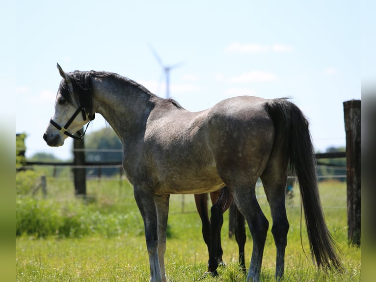 Purosangue arabo Castrone 4 Anni 150 cm in Bergkamen