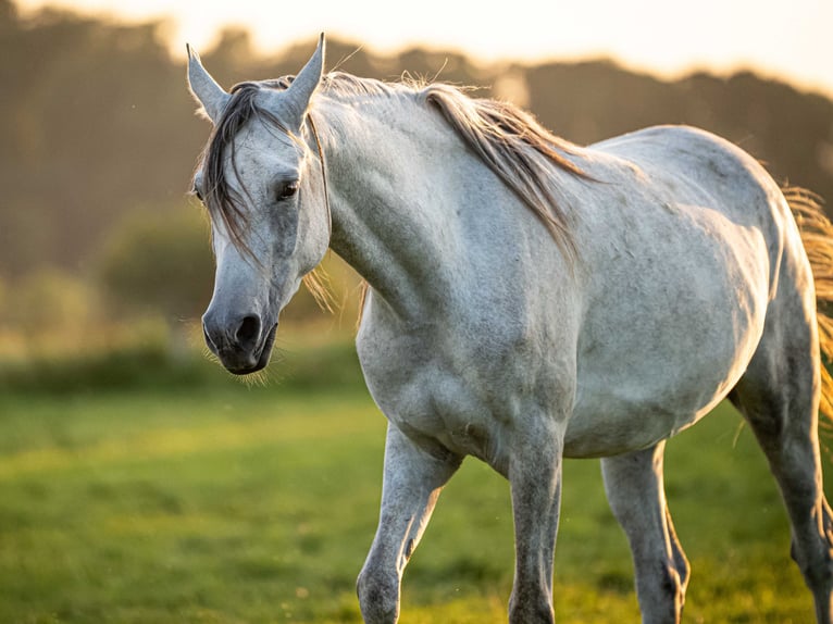 Purosangue arabo Castrone 4 Anni 151 cm Grigio in Herzberg am Harz