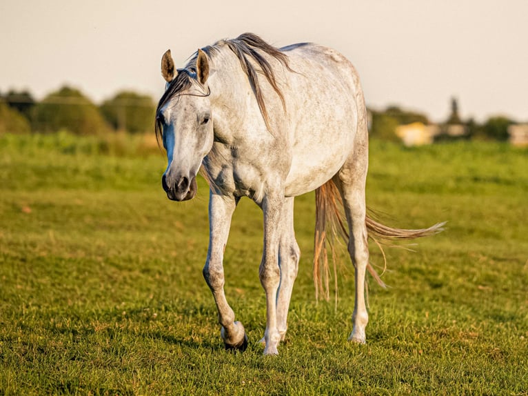 Purosangue arabo Castrone 4 Anni 151 cm Grigio in Herzberg am Harz