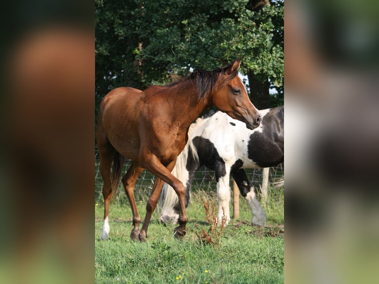 Purosangue arabo Castrone 4 Anni 152 cm Baio in Torhout