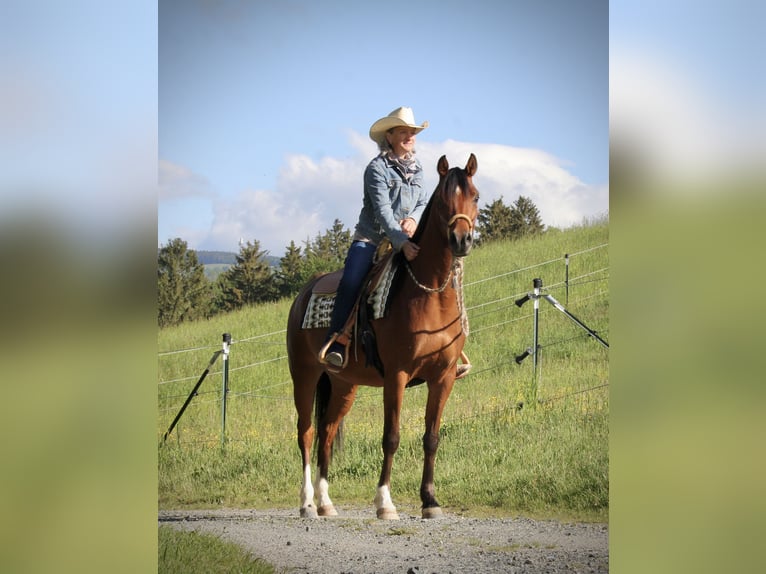 Purosangue arabo Castrone 4 Anni 152 cm Baio in Krumbach