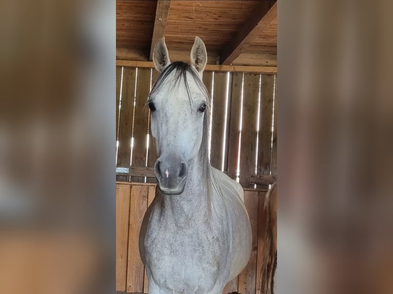 Purosangue arabo Castrone 4 Anni 152 cm Grigio in Hohenpolding