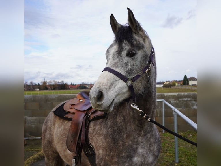 Purosangue arabo Castrone 4 Anni 153 cm Grigio in Beelitz