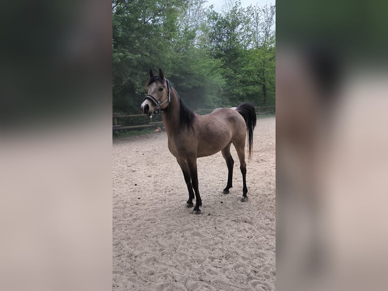 Purosangue arabo Castrone 4 Anni 153 cm Pelle di daino in Haiterbach