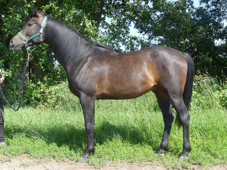Purosangue arabo Castrone 4 Anni 154 cm Baio scuro in Herzberg am Harz