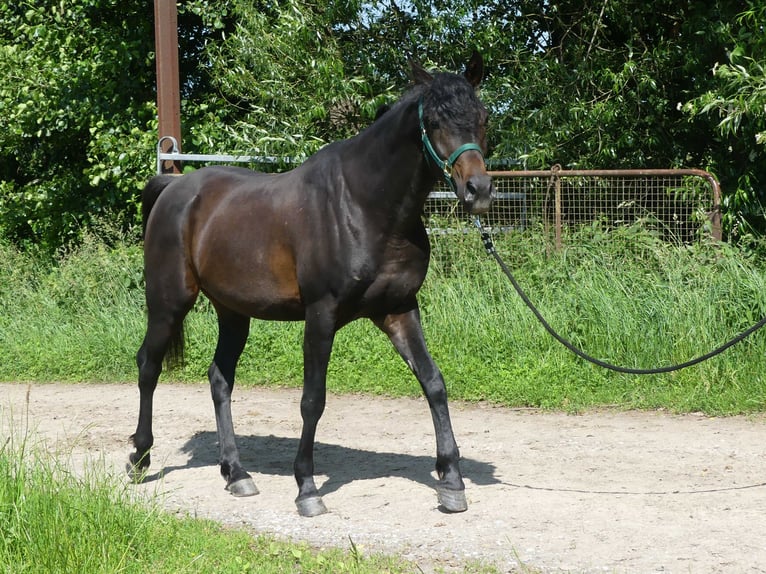 Purosangue arabo Castrone 4 Anni 154 cm Baio scuro in Herzberg am Harz