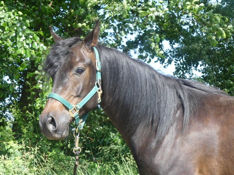 Purosangue arabo Castrone 4 Anni 154 cm Baio scuro in Herzberg am Harz