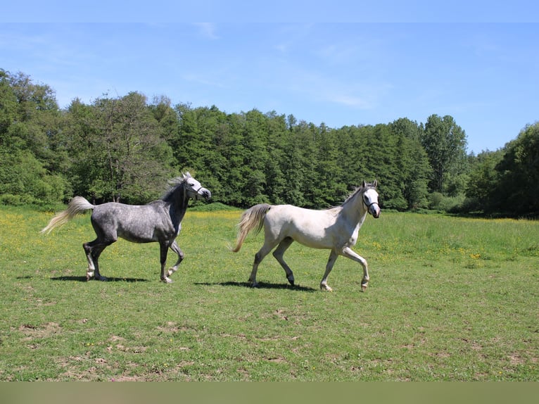 Purosangue arabo Castrone 4 Anni 154 cm Grigio in Veldenz