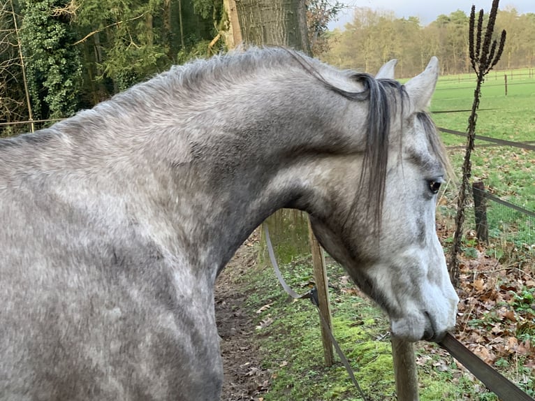 Purosangue arabo Castrone 4 Anni 155 cm Grigio in Emst
