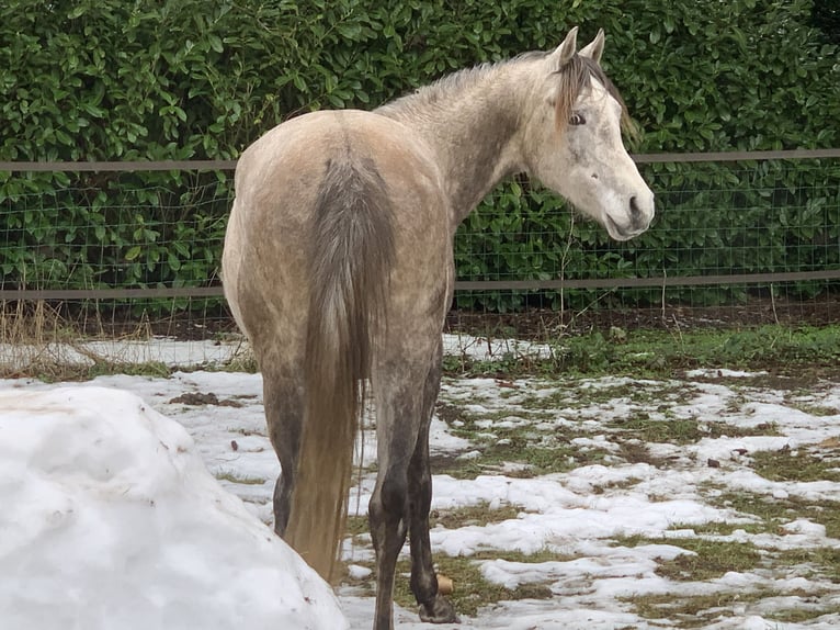 Purosangue arabo Castrone 4 Anni 155 cm Grigio in Emst