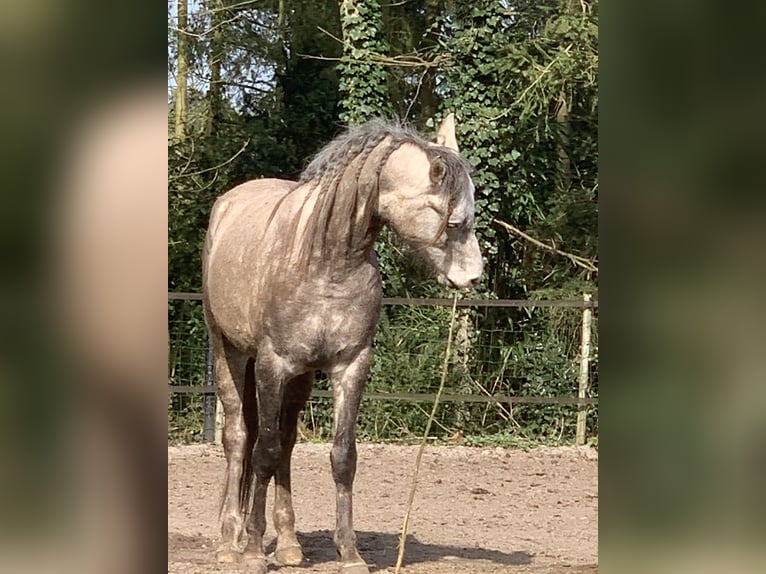 Purosangue arabo Castrone 4 Anni 155 cm Grigio in Emst