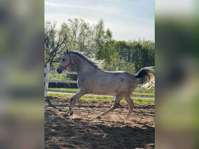 Purosangue arabo Castrone 4 Anni 155 cm Grigio in Siauliai