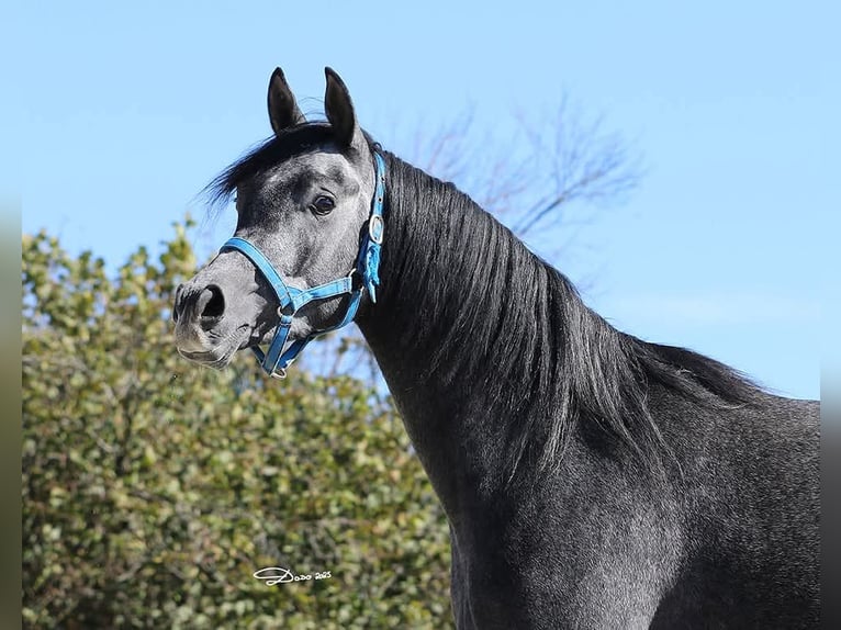 Purosangue arabo Castrone 4 Anni 155 cm Grigio in Koprivnica