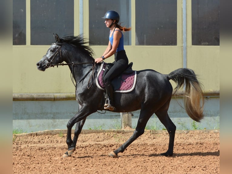 Purosangue arabo Castrone 4 Anni 155 cm Grigio in Koprivnica