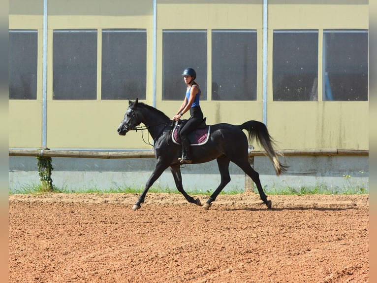 Purosangue arabo Castrone 4 Anni 155 cm Grigio in Koprivnica