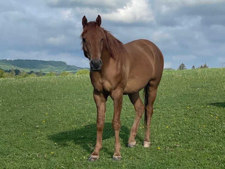 Purosangue arabo Castrone 4 Anni 155 cm Sauro in Herzberg am Harz