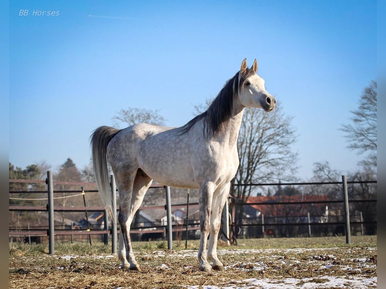 Purosangue arabo Castrone 4 Anni 156 cm Grigio in Pastetten