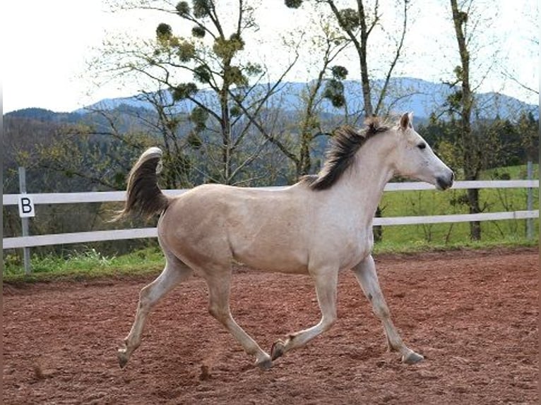 Purosangue arabo Castrone 4 Anni 156 cm Grigio trotinato in Freiamt