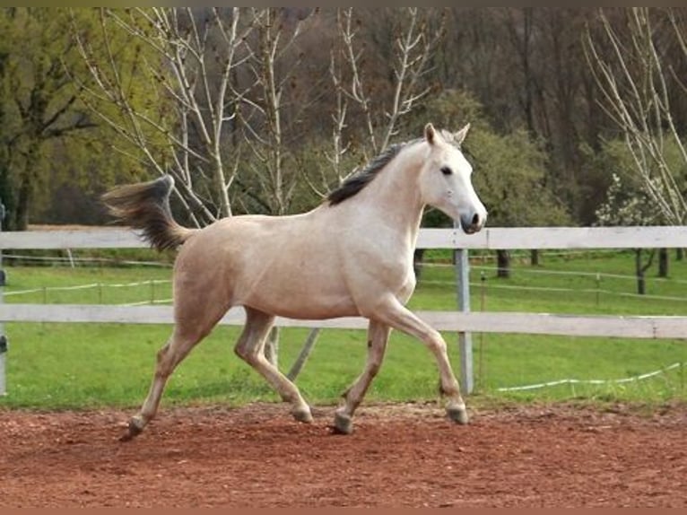 Purosangue arabo Castrone 4 Anni 156 cm Grigio trotinato in Freiamt