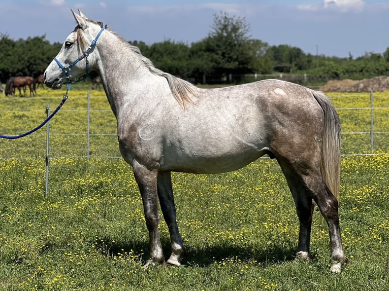 Purosangue arabo Castrone 4 Anni 157 cm Grigio in Piacenza