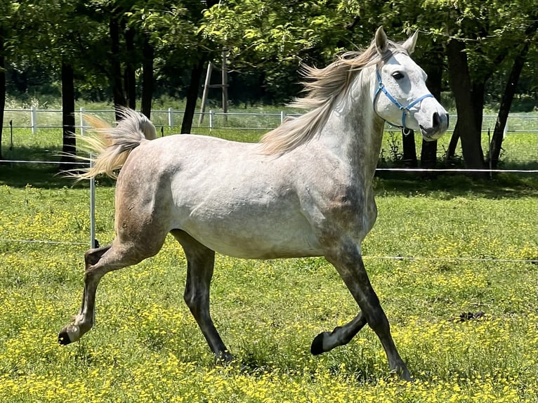 Purosangue arabo Castrone 4 Anni 157 cm Grigio in Piacenza
