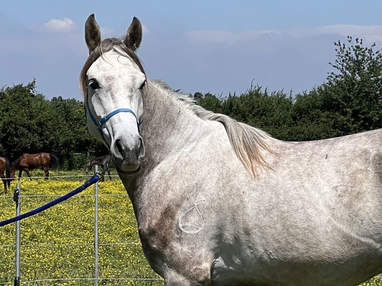 Purosangue arabo Castrone 4 Anni 157 cm Grigio in Piacenza