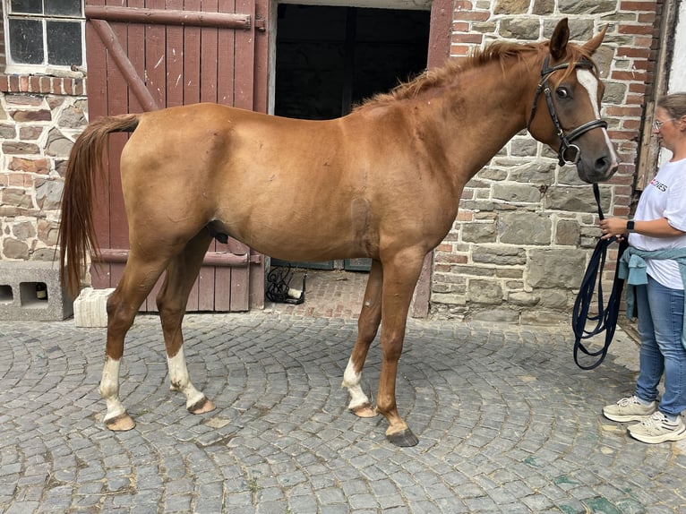 Purosangue arabo Castrone 4 Anni 157 cm Sauro in IserlohnIserlohn