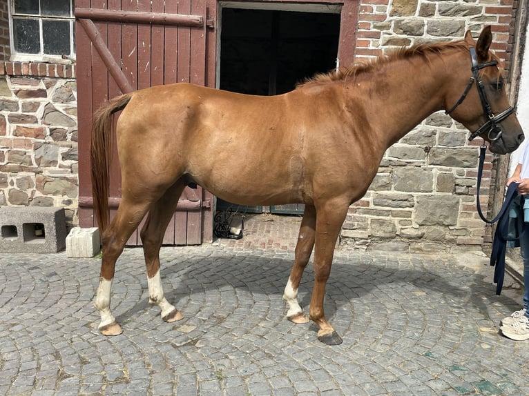 Purosangue arabo Castrone 4 Anni 157 cm Sauro in IserlohnIserlohn